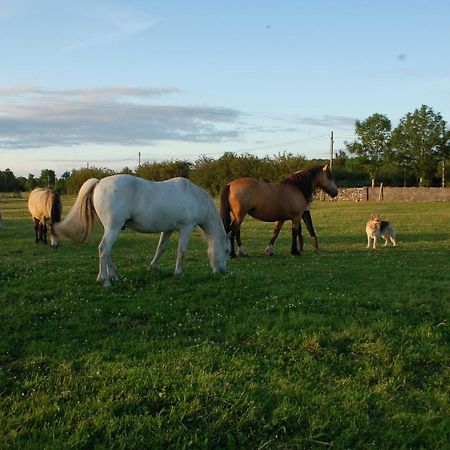 The Little Flock Farm Bed & Breakfast Cloonmore Eksteriør bilde