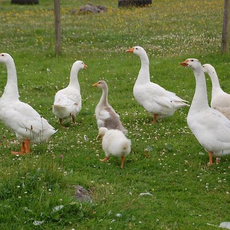 The Little Flock Farm Bed & Breakfast Cloonmore Eksteriør bilde