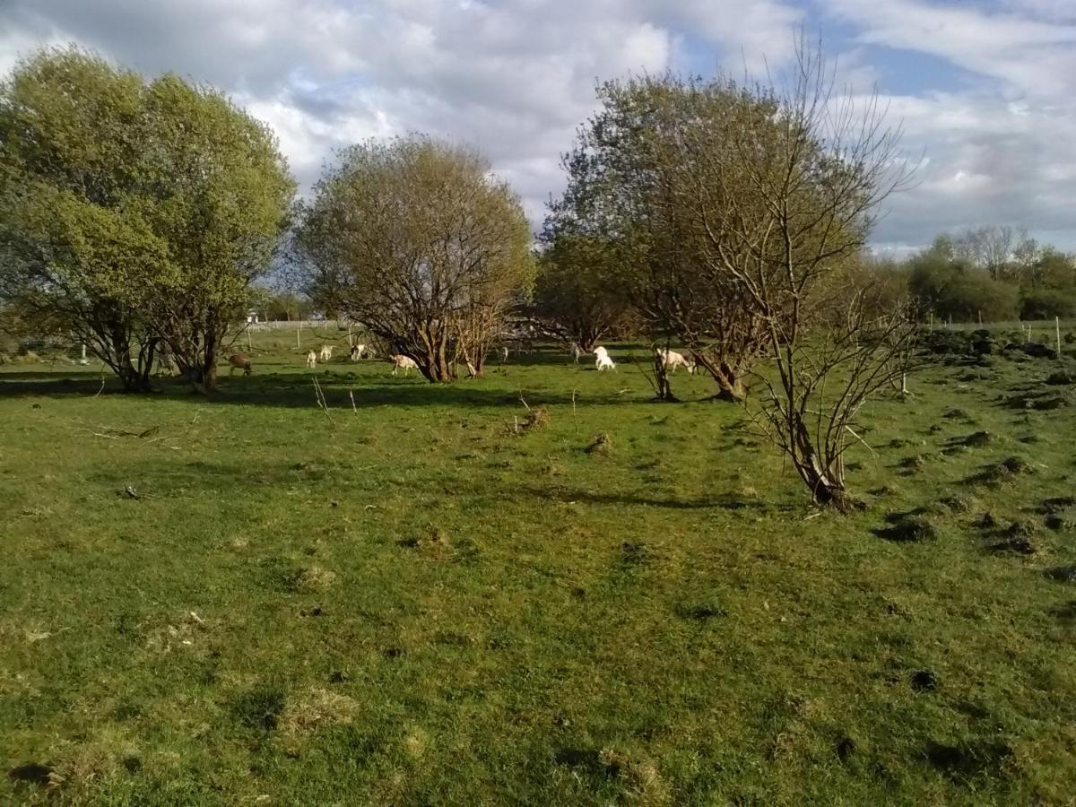 The Little Flock Farm Bed & Breakfast Cloonmore Eksteriør bilde