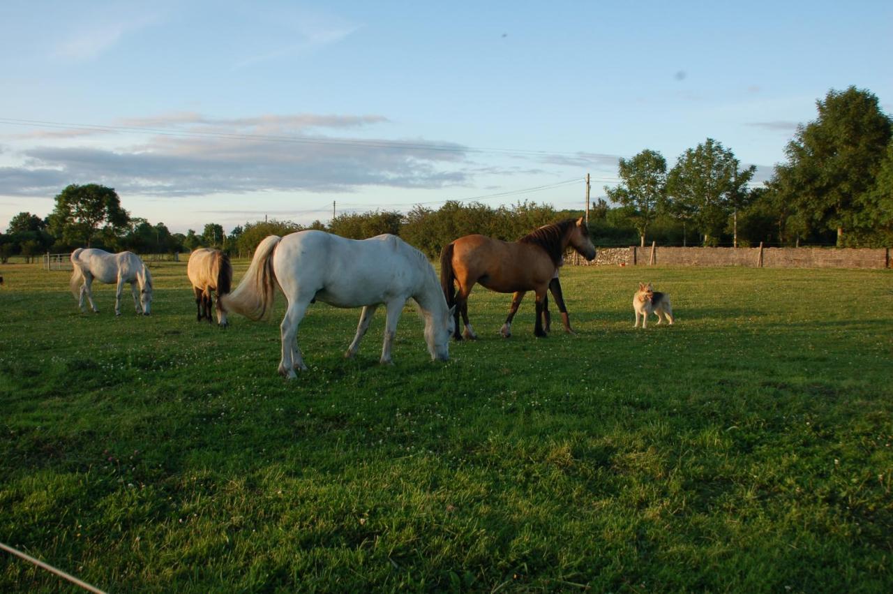 The Little Flock Farm Bed & Breakfast Cloonmore Eksteriør bilde