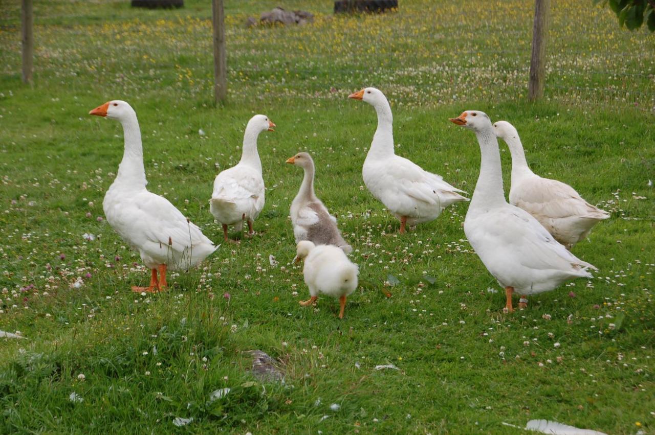 The Little Flock Farm Bed & Breakfast Cloonmore Eksteriør bilde